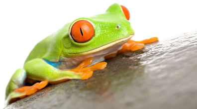 frog