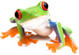 frog