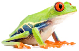 frog