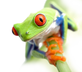 frog